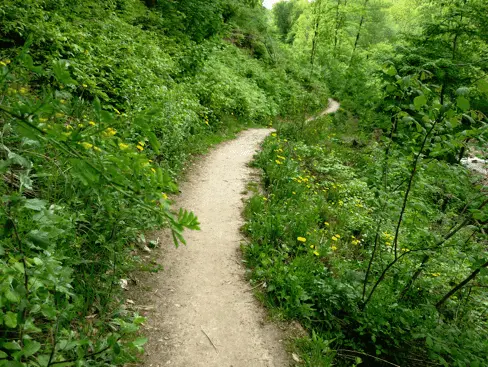 Schmaler Pfad durch dichtes Grün – Sinnbild für den therapeutischen Weg